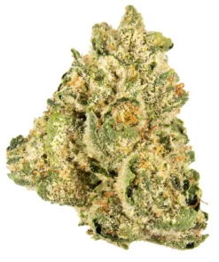 Jungle Cake ( Hybrid strain )