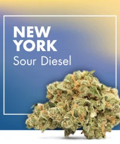 sour diesel strain sativa strains sour diesel super sour diesel strain diesel sour strain sour diesel strain effects sour diesel weed strain​ strain sour diesel​ east coast sour diesel strain​ sour diesel strain indica or sativa​ lemon sour diesel strain​ strawberry sour diesel strain​ what strain is sour diesel​ new york sour diesel strain ny sour diesel strain nyc sour diesel strain​ aj sour diesel strain​ sour lemon diesel strain​ sour apple diesel strain​ sour blue diesel strain sour diesel strain sativa or indica amherst sour diesel strain​ sour diesel sativa strain sour diesel strain thc level sour diesel strain grow info​ sour diesel strain review grapefruit sour diesel strain