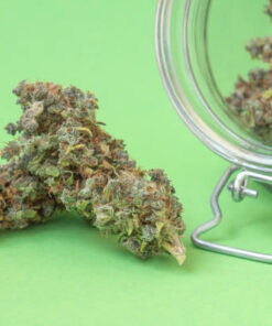 Cannabis Strains